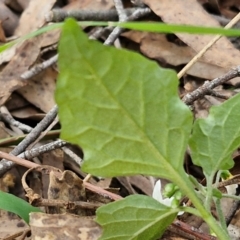 Solanum nigrum at Goulburn, NSW - 30 May 2024