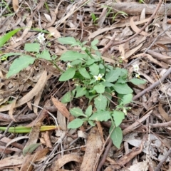 Solanum nigrum at Goulburn, NSW - 30 May 2024