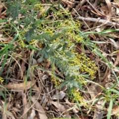 Acacia baileyana at Goulburn, NSW - 30 May 2024