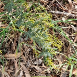 Acacia baileyana at Goulburn, NSW - 30 May 2024