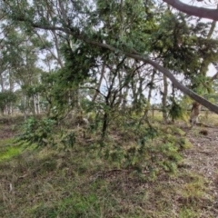 Acacia baileyana at Goulburn, NSW - 30 May 2024