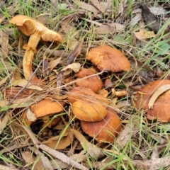 Gymnopilus junonius (Spectacular Rustgill) at Goulburn, NSW - 30 May 2024 by trevorpreston