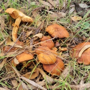 Gymnopilus junonius at Goulburn, NSW - 30 May 2024