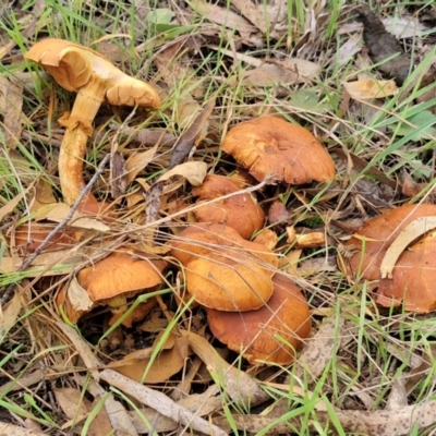 Gymnopilus junonius (Spectacular Rustgill) at West Goulburn Bushland Reserve - 30 May 2024 by trevorpreston