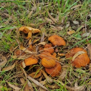 Gymnopilus junonius at Goulburn, NSW - 30 May 2024