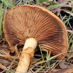 Gymnopilus junonius at Goulburn, NSW - 30 May 2024