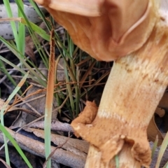 Gymnopilus junonius at Goulburn, NSW - 30 May 2024