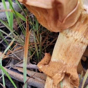 Gymnopilus junonius at Goulburn, NSW - 30 May 2024 01:26 PM