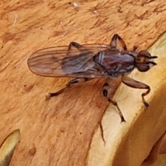 Tapeigaster sp. (genus) (Fungus fly, Heteromyzid fly) at West Goulburn Bushland Reserve - 30 May 2024 by trevorpreston