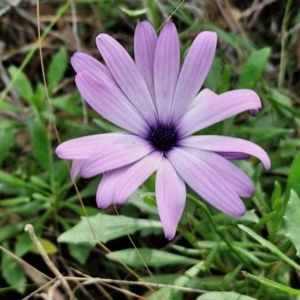 Dimorphotheca ecklonis at Goulburn, NSW - 30 May 2024