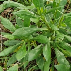 Dimorphotheca ecklonis at Goulburn, NSW - 30 May 2024