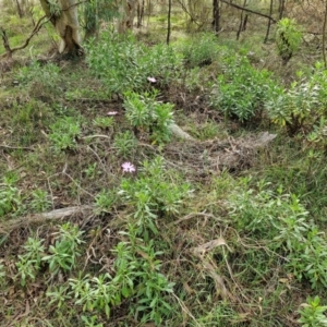 Dimorphotheca ecklonis at Goulburn, NSW - 30 May 2024