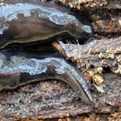 Parakontikia ventrolineata (Stripe-bellied flatworm) at West Goulburn Bushland Reserve - 30 May 2024 by trevorpreston