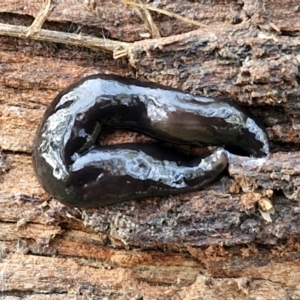 Parakontikia ventrolineata at Goulburn, NSW - 30 May 2024