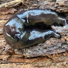 Parakontikia ventrolineata at Goulburn, NSW - 30 May 2024