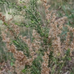 Cassinia sifton (Sifton Bush, Chinese Shrub) at Goulburn, NSW - 30 May 2024 by trevorpreston