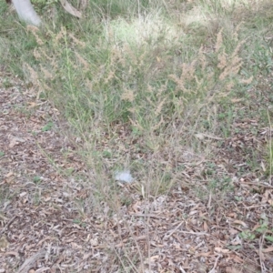 Cassinia sifton at Goulburn, NSW - 30 May 2024