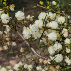 Acacia genistifolia (Early Wattle) at Goulburn, NSW - 30 May 2024 by trevorpreston