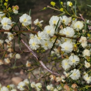 Acacia genistifolia at Goulburn, NSW - 30 May 2024 01:21 PM