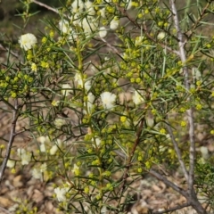 Acacia genistifolia at Goulburn, NSW - 30 May 2024