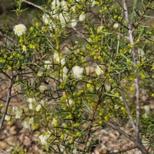 Acacia genistifolia at Goulburn, NSW - 30 May 2024 01:21 PM