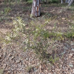 Acacia genistifolia at Goulburn, NSW - 30 May 2024 01:21 PM