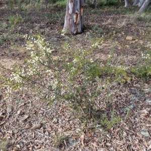 Acacia genistifolia at Goulburn, NSW - 30 May 2024 01:21 PM