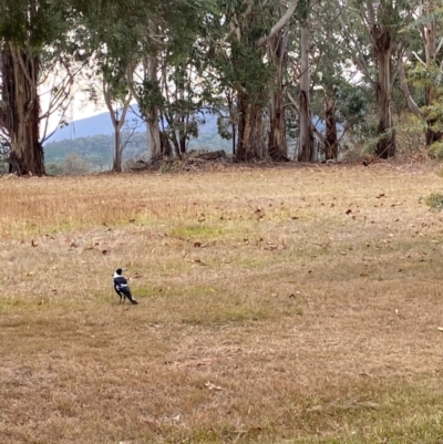 Gymnorhina tibicen (Australian Magpie) at Alpine Shire - 30 May 2024 by Jenjen