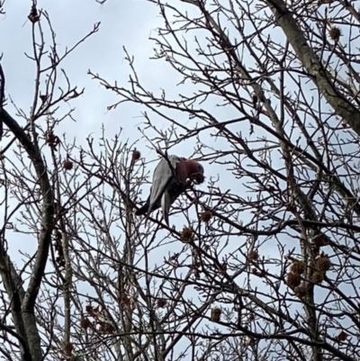 Eolophus roseicapilla (Galah) at Alpine Shire - 30 May 2024 by Jenjen