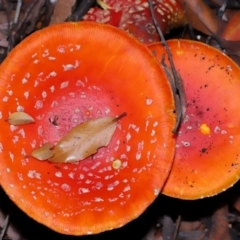 Amanita muscaria (Fly Agaric) at Acton, ACT - 30 May 2024 by TimL