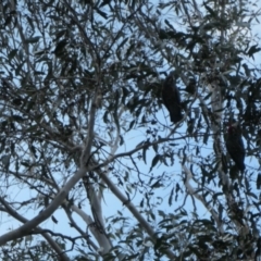 Callocephalon fimbriatum (Gang-gang Cockatoo) at Uriarra, NSW - 30 May 2024 by jmcleod