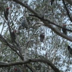 Callocephalon fimbriatum at Brindabella National Park - suppressed