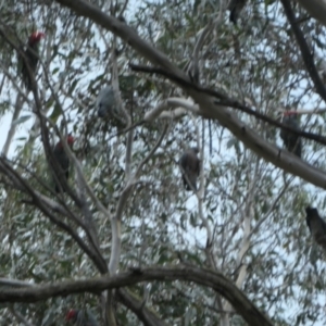 Callocephalon fimbriatum at Brindabella National Park - 30 May 2024