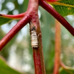 Unidentified Case moth (Psychidae) at Aranda, ACT - 30 May 2024 by KMcCue