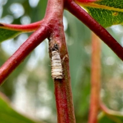 Unidentified Case moth (Psychidae) at Aranda, ACT - 30 May 2024 by KMcCue