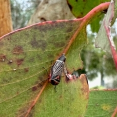 Eurymeloides lineata (Lined gumtree hopper) at Aranda, ACT - 30 May 2024 by KMcCue