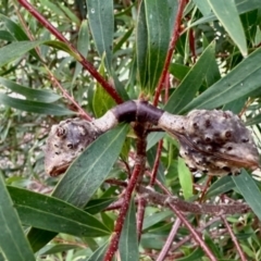 Hakea salicifolia subsp. salicifolia (Willow-leaved Hakea) at Aranda, ACT - 30 May 2024 by KMcCue