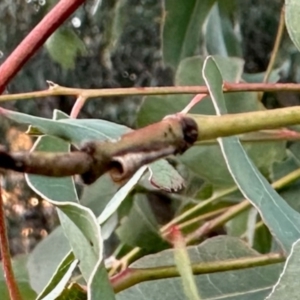 Chaetophyes compacta at Aranda, ACT - 29 May 2024