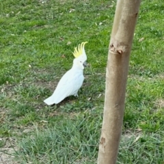 Cacatua galerita at Aranda, ACT - 29 May 2024 by KMcCue