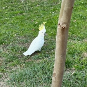 Cacatua galerita at Aranda, ACT - 29 May 2024