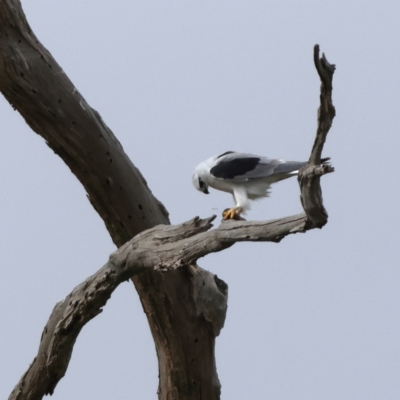 Elanus axillaris (Black-shouldered Kite) at Hall, ACT - 30 May 2024 by MichaelWenke