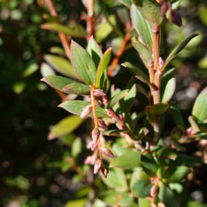 Leucopogon gelidus at Deua National Park (CNM area) - 29 May 2024