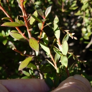 Leucopogon gelidus at Deua National Park (CNM area) - 29 May 2024