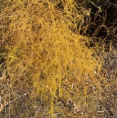 Asparagus officinalis (Asparagus) at Mount Ainslie to Black Mountain - 30 May 2024 by SteveBorkowskis