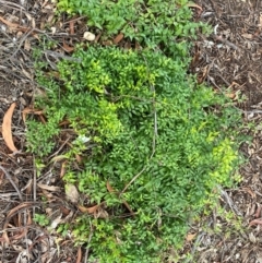 Asparagus asparagoides (Bridal Creeper, Florist's Smilax) at Campbell, ACT - 30 May 2024 by SteveBorkowskis