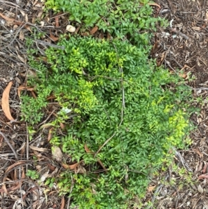 Asparagus asparagoides at Mount Ainslie to Black Mountain - 30 May 2024 01:25 PM