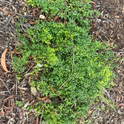 Asparagus asparagoides (Bridal Creeper, Florist's Smilax) at Mount Pleasant - 30 May 2024 by SteveBorkowskis