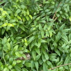 Asparagus asparagoides at Mount Ainslie to Black Mountain - 30 May 2024