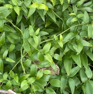 Asparagus asparagoides at Mount Ainslie to Black Mountain - 30 May 2024