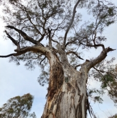 Eucalyptus melliodora (Yellow Box) at Deakin, ACT - 30 May 2024 by Steve818